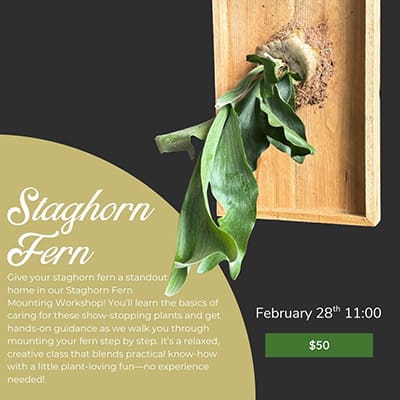 Staghorn Fern Mounting Class at 11:00 on February 28. Registration is $50.